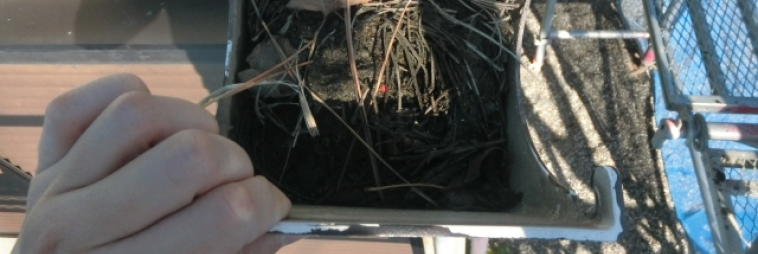 ゴミが詰まっている雨樋