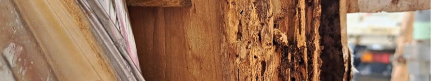 建物基礎にシロアリ被害が出ている様子